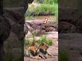 MOMEN SAAT MACAN TUTUL MENGGANGGU HYENA #animals #shorts