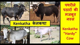 Kenkatha Cow || पथरीले पठारों की मजबूत देशी गाय की नस्ल || Kenkatha Bull Semen Available || केनकथा