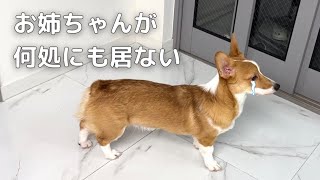 お耳をピーんとさせて出掛けた飼い主を探すコーギーが可愛い