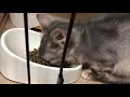 飼い主の帰りを寝ぼけた顔で待つ可愛い子猫【ソマリ】