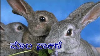 Rabbit Rearing in India (Mola) - Kannada