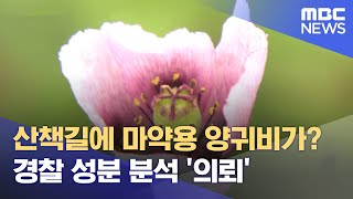 마약류 양귀비 발견 잇따라‥"성분 분석 의뢰" (2024.04.22/뉴스데스크/제주MBC)