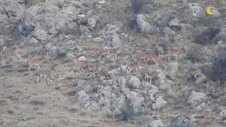 A group of Bezoar ibex in CWR • Բեզոարյան այծերի խումբ ԿԿԱ-ում