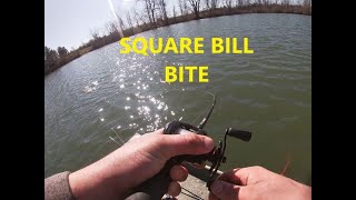 Prespawn Bass Fishing Square Bill