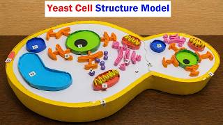 yeast cell structure model ((3d) making - anatomy cell model - craftpiller @howtofunda| still model
