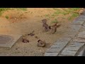 雀の砂浴び sparrow dust bath