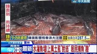 中天新聞》水灌魚塭！上萬土虱「脫逃」 居民補魚「趣」