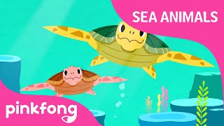 Tooty Ta Sea Turtle | Sea Animals Songs | Pinkfong Songs for Children