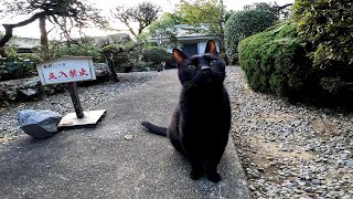 看板の前で怪しい奴が入ってこないか警備している黒猫