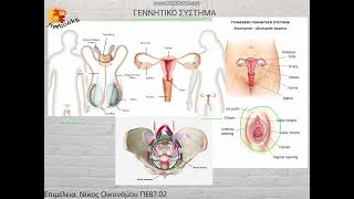 Γεννητικό σύστημα 1ο Μέρος - Ανατομία Γ΄ Επαλ