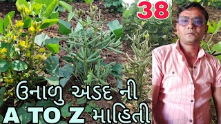 ઉનાળુ અડદ નિ A TO Z માહિતી#mykhedut