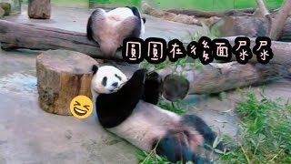 圓寶躺地吃竹葉，圓圓竟在一旁尿尿？！|熊貓貓熊The Giant Panda Yuan Yuan and Yuan Bao|台北市立動物園