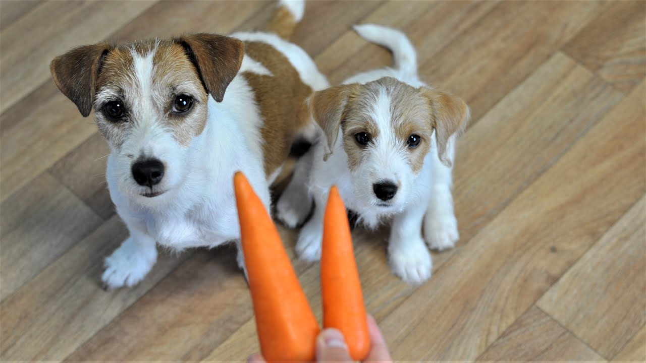 Asmr Dog Eating The Puppy Takes The Carrot From Mom Puppy Dog Food