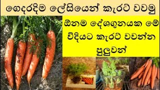 ඕනම පලාතක සරුවට කැරට් වවන නිවැරැදිම ක්‍රමය - Carrot Propergation and Plantation Methods