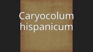 Caryocolum hispanicum