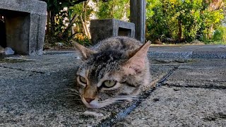 地面に寝そべる野良猫をナデナデしてきた