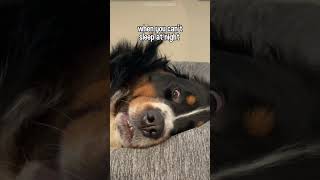 Cute Bernese Mountain Dog Has in-som-NOM-nia 😂 #dog #bernesemountaindog #dogvideo #funnydogs