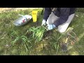 dividing and replanting snowdrops