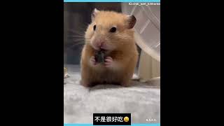 ［不好吃嗎？😂］鼠鼠覺得食物不好吃就放低了🤣🐹