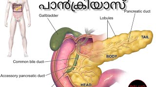 Health Tips | ഇന്ന് പലരെയുംഅലട്ടുന്നഒന്നാണ് പാൻക്രിയാസ്. അത്ഉണ്ടാകുന്നത് എങ്ങനെ.?. ചെറിയ ഒരു വിവരണം