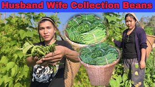 First Beans Collection 2025 On Our Farm || Husband Wife Collection Beans