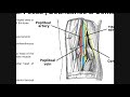 the popliteal fossa explained boundaries u0026 contents