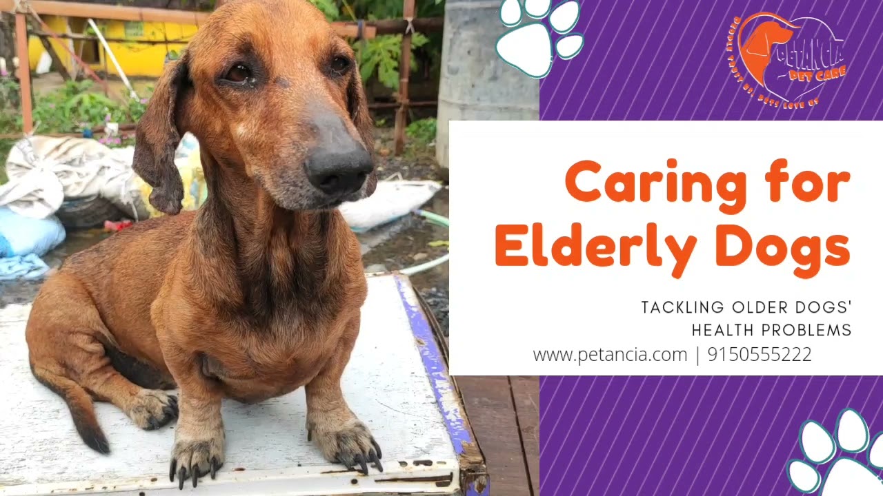 Caring For Elderly Dogs Housepetscare