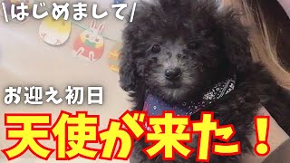 【お迎え初日】生後2ヶ月可愛すぎるトイプードルシルバーの子犬がやってきた！トイプードルのTorte(トルテ）です！(トイプードルのTorte channel）