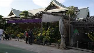 善養寺（ぜんようじ）影向のマツ（ようごうのマツ）江戸川区