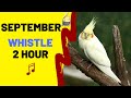 SEPTEMBER with WHISTLE 2 Hour - Bird Whistling Training - Cockatiel Singing Practice