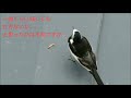 ヒナに餌を運ぶハクセキレイ♂🌟vol.5ぴっちーの子育てwagtail is feeding its chicks