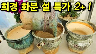 희경 화분 설 특가 또 대박 가격 절대 놓치지 마세요 분갈이 꽃 궁금증