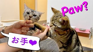 ７日間で「お手」を覚えた猫たち Give me your Paw 【アメリカンショートヘア】子猫