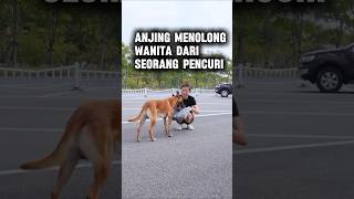 Anjing Paling Pemberani # shorts #anjingbaik