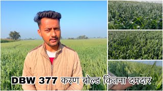 गेहू की नई किस्म DBW 377 करण बोल्ड । wheat new variety DBW 377 karan bold देखिए कैसा लगा प्लॉट par