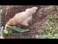 volume attention this is what happens when the chickens find a snake