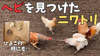 [Volume attention] This is what happens when the chickens find a snake