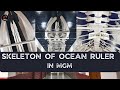 Explore the Majestic 130-Ton Baleen Whale Skeleton at #MGM | Journalism | MGM Campus Tour