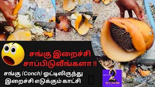 🐚🐚 Conch Shell  Removing  for Meat | ஓடு உடைத்து சங்கு இறைச்சி எடுக்கும் அரிய காணொளி