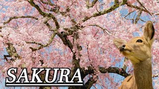 Sakura in Japan: Discover the Beauty of Cherry Blossoms | Cinematic Video