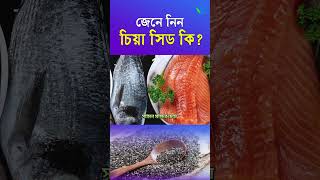 চিয়া সিড কী? What is chia seeds I sasthosebok