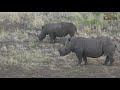 A Tiny Rhino Calf with a Huge Personality