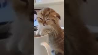 【猫の癒し動画】コーヒー飲みたいけど、眠いニャー #shorts #猫 #子猫 #猫動画 #cat #cats #catlover