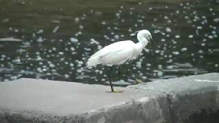 ビデスコ 野鳥 2019.06.02　コサギ　（Little egret）