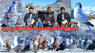 شوق کفتر ستره لذت دیگر دارد. اراده،حرکت و موفقیت- the Biggest Rare color pigeon group kabul || Wazha