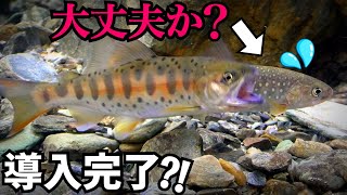 山奥で捕獲した渓流魚は無事に水槽へ…？！