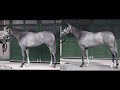 オークス2020 優駿牝馬　フォトパドック比較　仕上がり＆距離適性　【競馬予想】