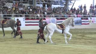 Equestfest, 2013 - Pure Spanish, aka Andalusian Horses (Medieval Times Dinner \u0026 Tournament)