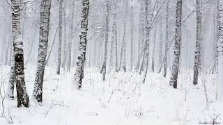 Snowstorm in the Forest | Winter Blizzard Sounds for Sleep & Relaxation | Natural White Noise Sounds