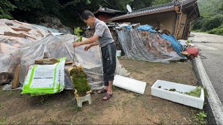 산골 화전민총각이 밤에꿈을꾸고 산에올라갔다가 산삼을 캐었다고해서 구경갔어요